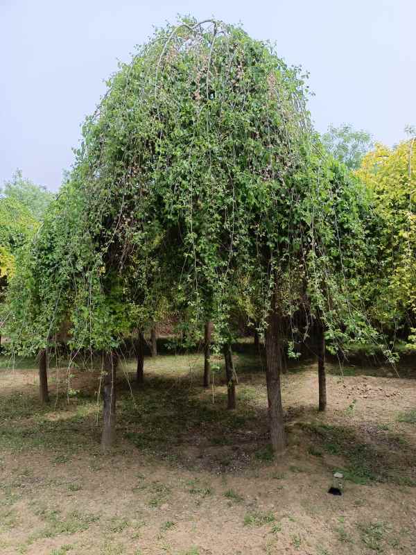 1732502521910895.jpg IMG_20220425_115644.jpg