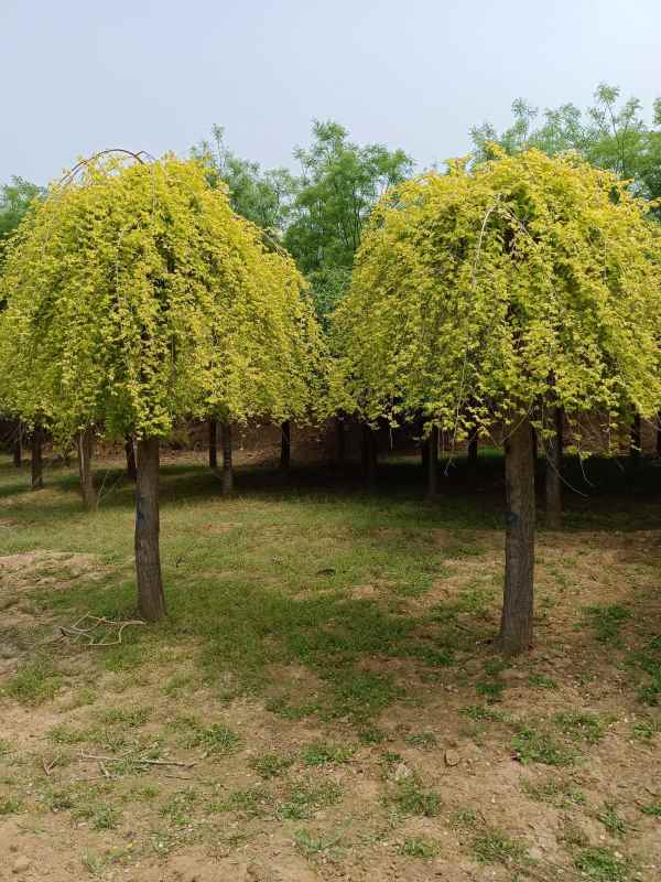 1732502674439885.jpg IMG_20220425_115653.jpg