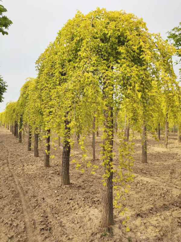 1732502941427892.jpg mmexport1557881890385.jpg