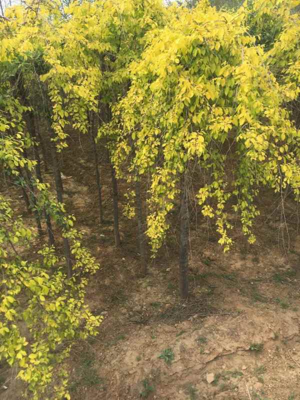 1732503088466938.jpg mmexport1495686562662.jpg