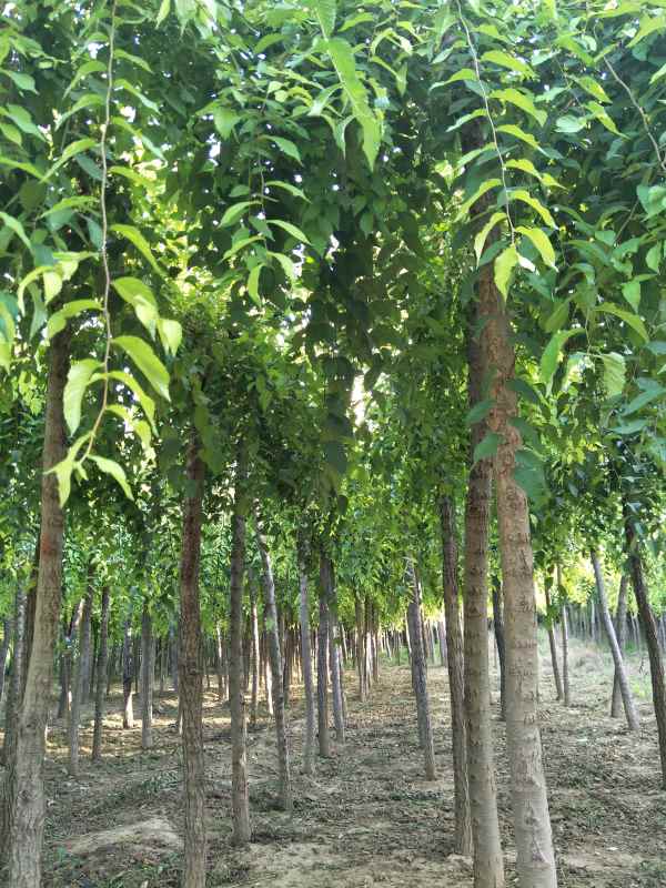 1732503293250637.jpg IMG20170918165500.jpg