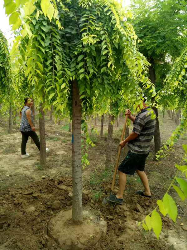 1732503457632695.jpg mmexport1506130042352.jpg