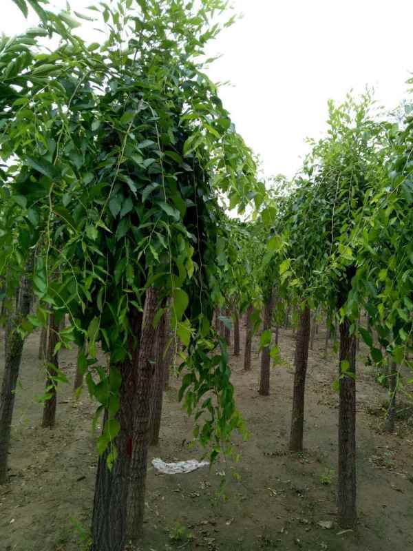 1732503647870408.jpg mmexport1506526108222.jpg