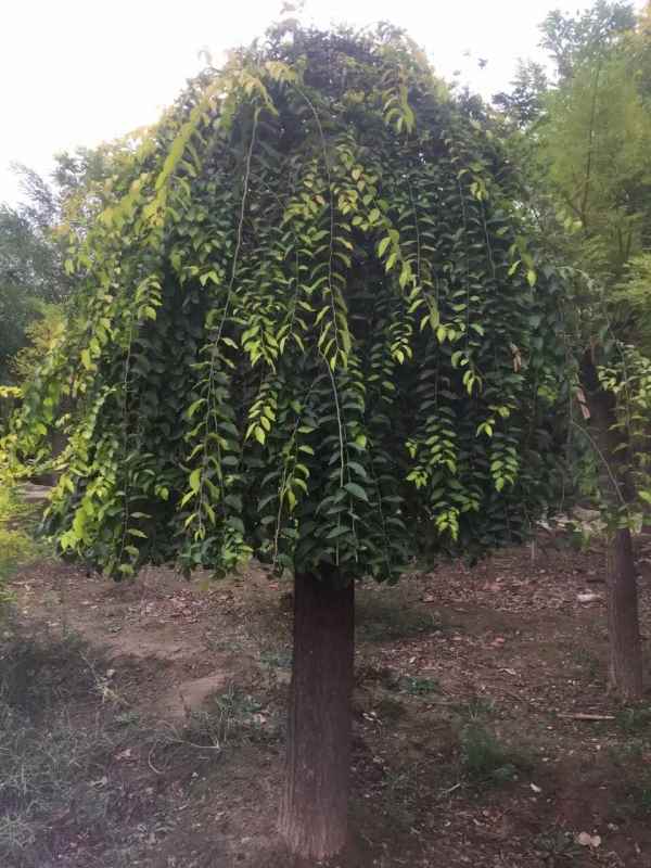 1732504048235783.jpg mmexport1475407205858.jpg