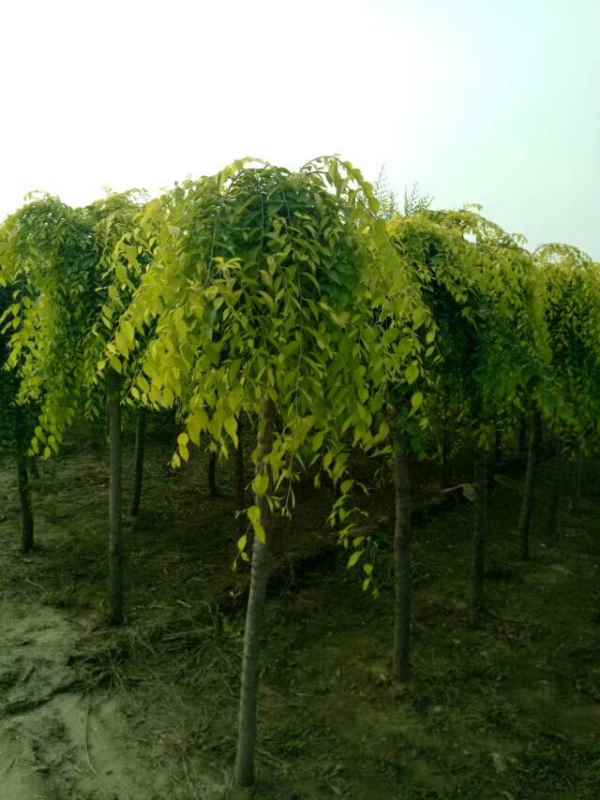 1732504320917918.jpg mmexport1504626914332.jpg