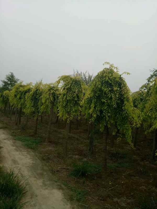 1732504735423396.jpg mmexport1506130049035.jpg