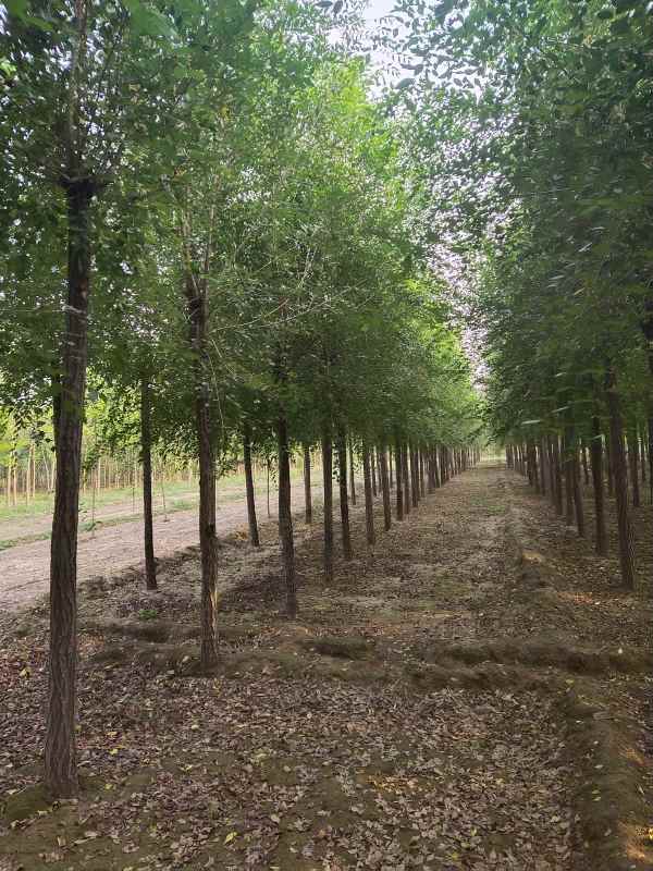 1732684902861724.jpg IMG_20200920_164127.jpg