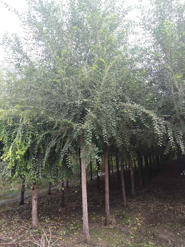 1732685241641240.jpg IMG_20210927_163311.jpg