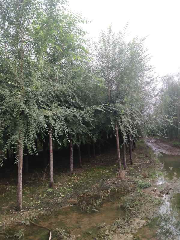 1732685359315550.jpg IMG_20210927_163321.jpg