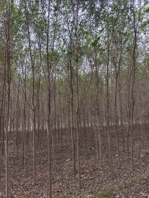 1732685759965984.jpg IMG_20211018_121530.jpg