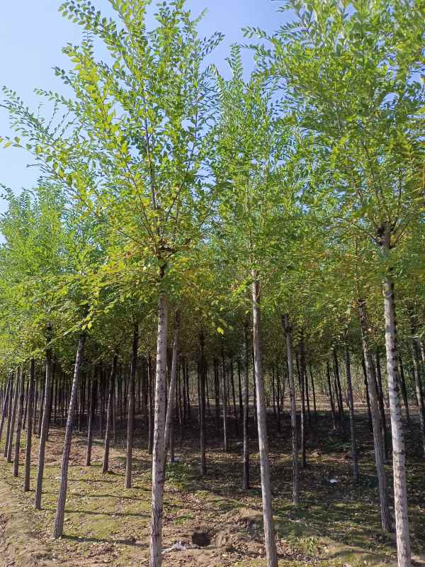 1732685970881878.jpg IMG_20211023_095949.jpg