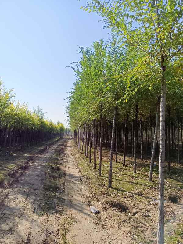 1732686639270714.jpg IMG_20211023_095953.jpg