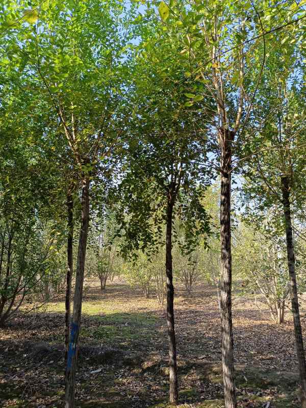 1732686803413781.jpg IMG_20211023_100409.jpg