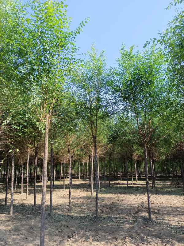 1732686940139555.jpg IMG_20211023_124834.jpg