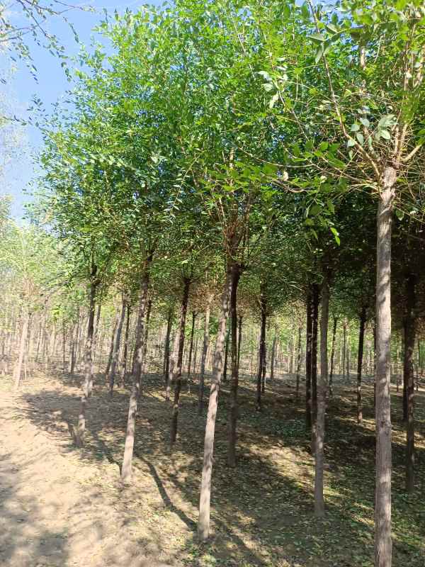 1732687225232324.jpg IMG_20211023_124859.jpg