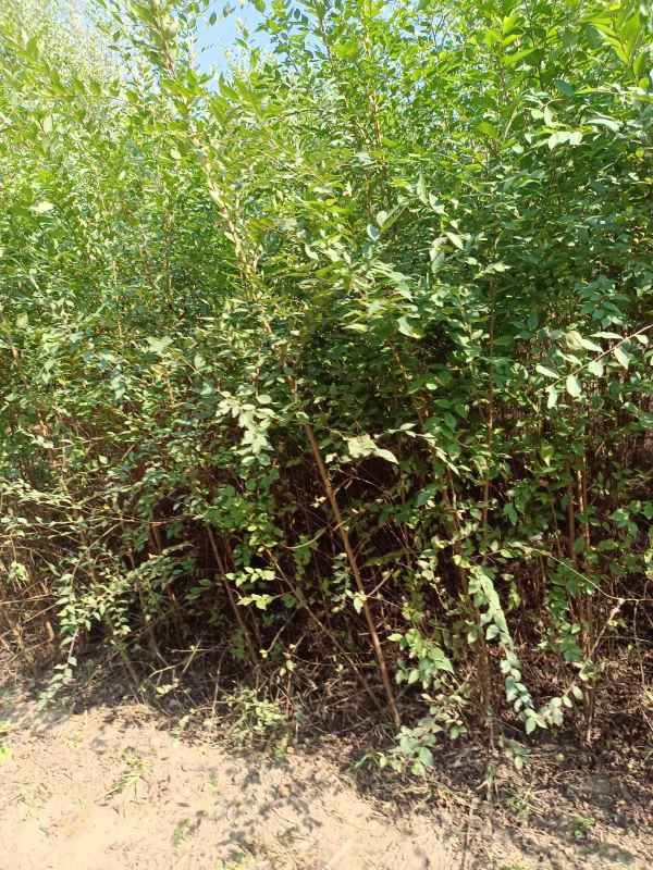 1732687303494349.jpg IMG_20211023_125057.jpg