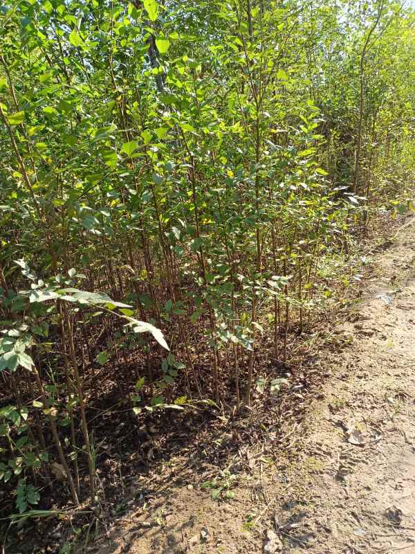 1732687483661595.jpg IMG_20211023_132357.jpg