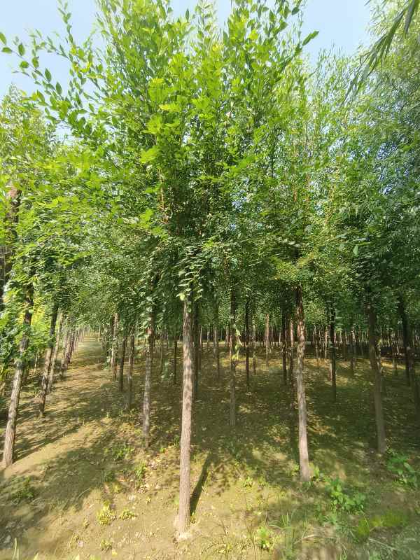 1732687601858731.jpg IMG_20230831_102455.jpg