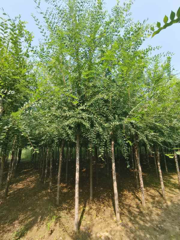 1732687698863344.jpg IMG_20230831_102525.jpg