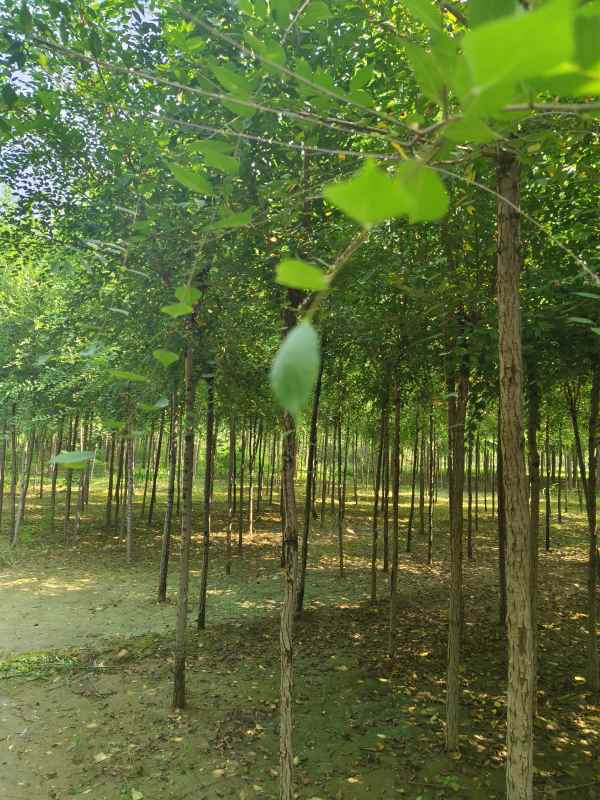 1732687892172920.jpg IMG_20230831_102701.jpg