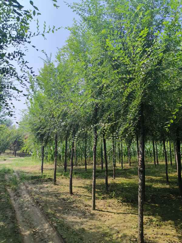 1732688217495574.jpg IMG_20230831_102715.jpg