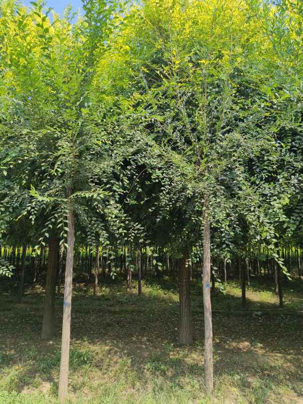 1732688489955293.jpg IMG_20230831_111228.jpg