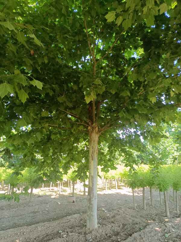 1732778303257674.jpg IMG_20220624_152440.jpg