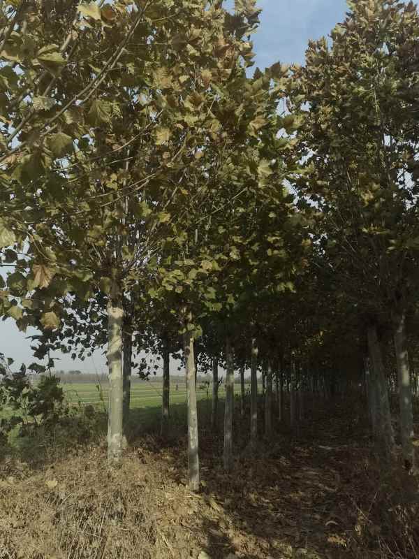 1732778691167351.jpg IMG_20231113_095841.jpg