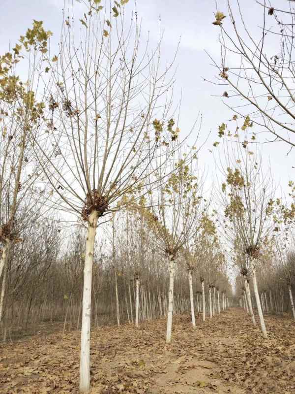 1732778755128289.jpg IMG_20201206_223356.jpg