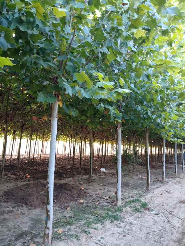 1732778933222881.jpg IMG20181003085714.jpg