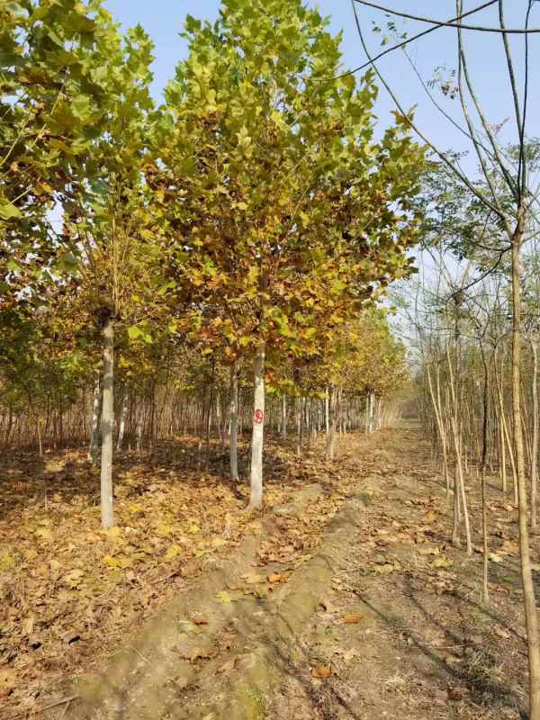 1732779161408689.jpg mmexport1509699768127.jpg