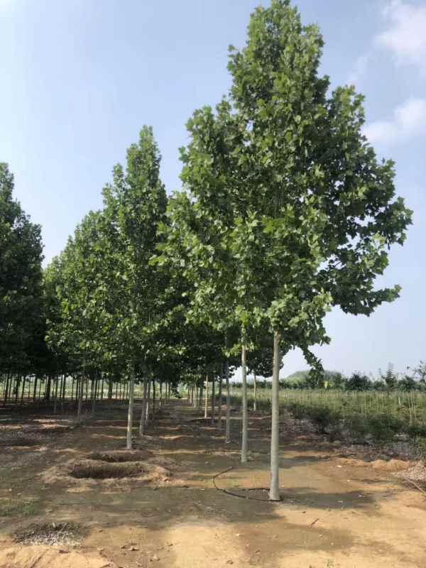 1732779305784738.jpg mmexport1570628676446.jpg