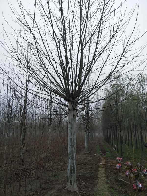 1732780217598664.jpg IMG20170405080931.jpg