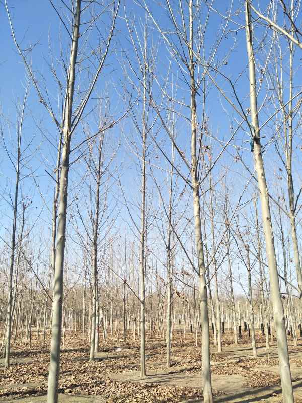 1732780330838678.jpg IMG20180131120238.jpg