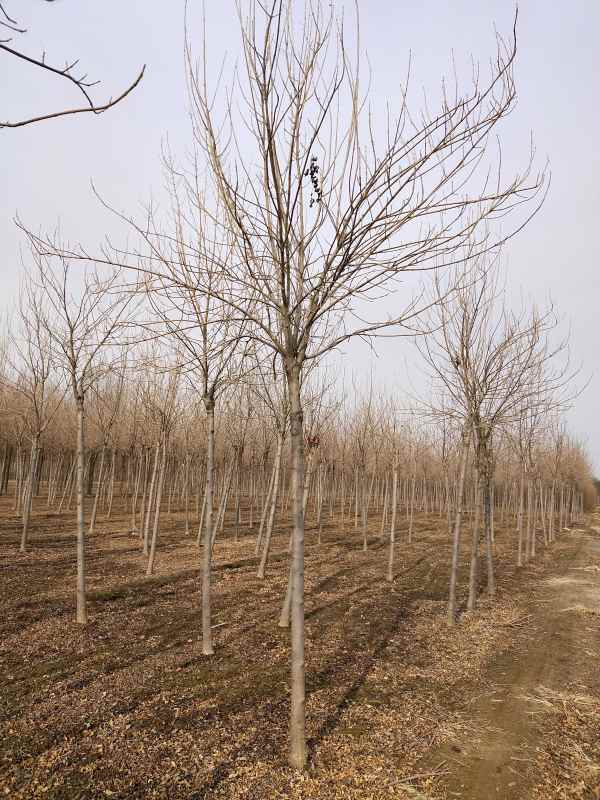 1732938363984893.jpg IMG_20201208_114009.jpg