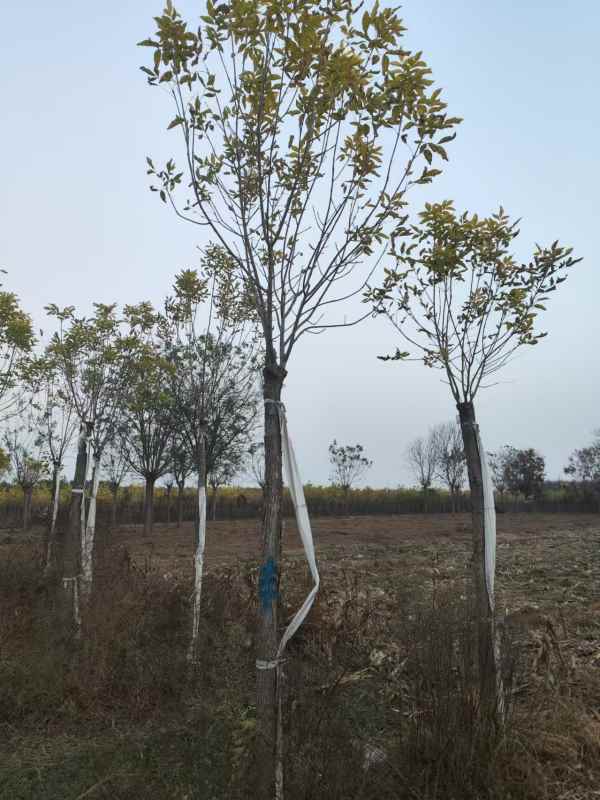 1732938511163889.jpg mmexport1730886565570.jpg