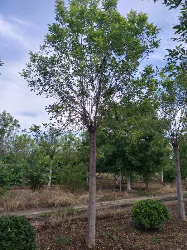 1732938652871669.jpg IMG_20220826_171202.jpg