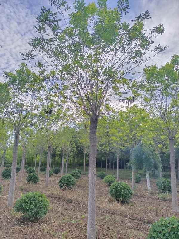 1732946364883346.jpg IMG_20220826_171214.jpg