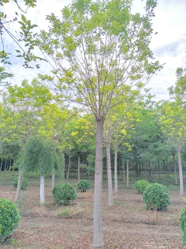 1732946420780007.jpg IMG_20220826_171256.jpg