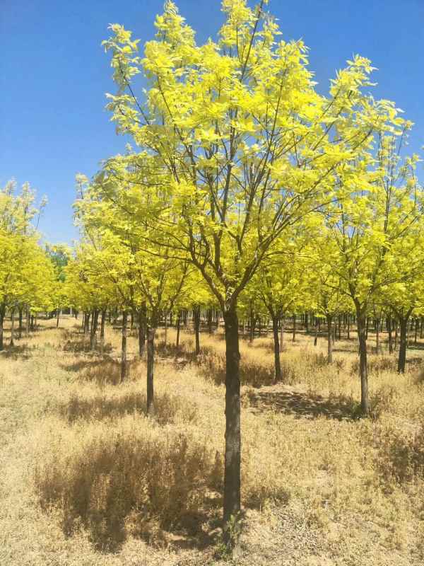 1732946922508594.jpg mmexport1505359438793.jpg