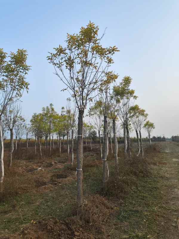 1732947294495432.jpg mmexport1730886535755.jpg