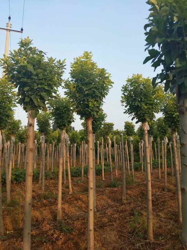 1732947525490465.jpg mmexport1505820359436.jpg