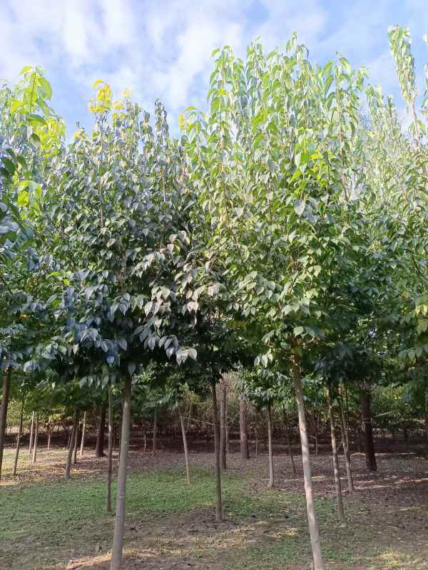 1733037651727511.jpg IMG_20211019_092242.jpg