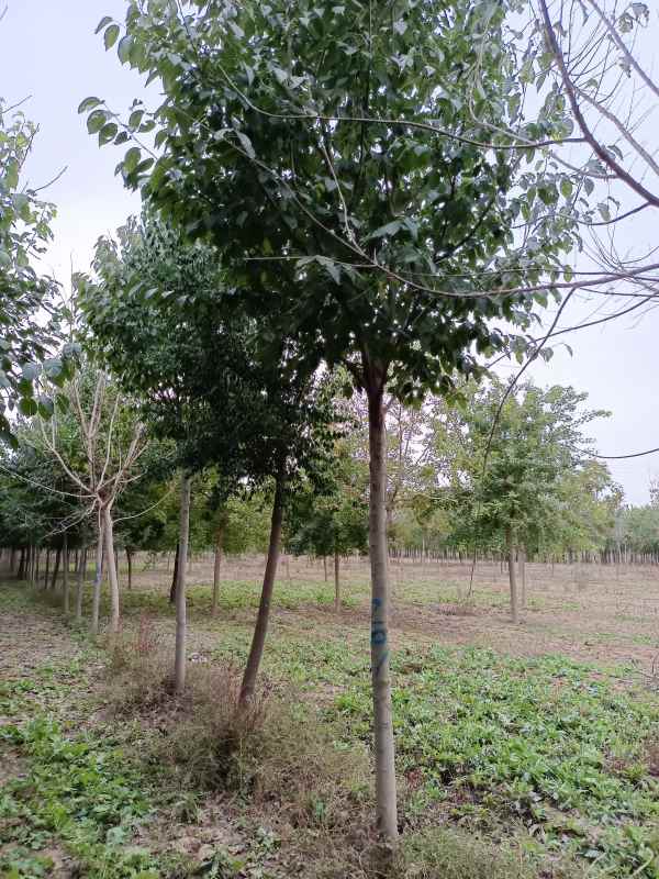 1733037944280821.jpg IMG_20211020_121320.jpg