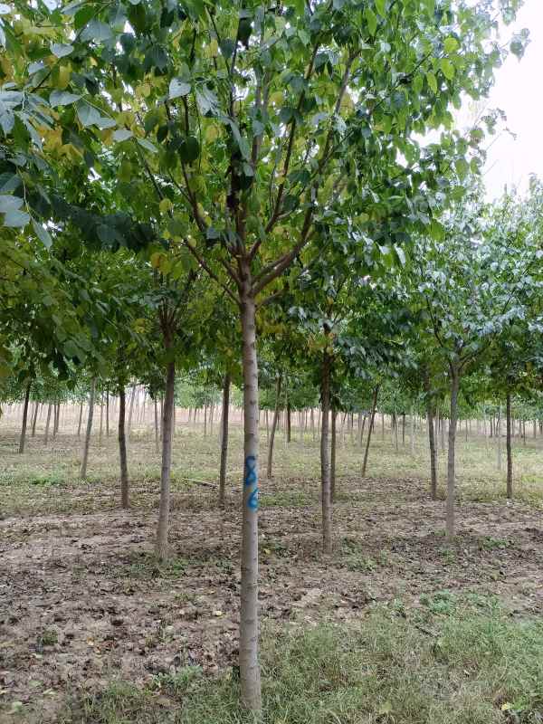 1733038040257473.jpg IMG_20211020_121340.jpg