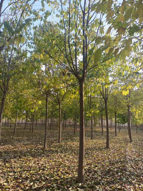 1733039170782609.jpg IMG_20221104_152259.jpg