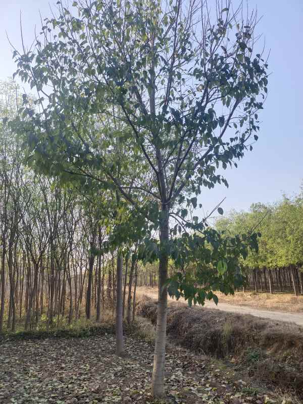 1733039258545546.jpg IMG_20221104_152349.jpg