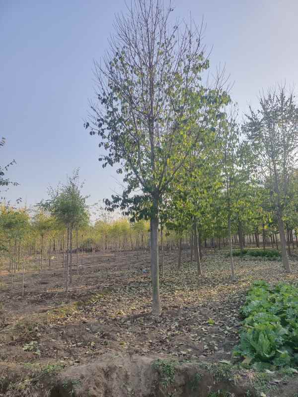 1733039330732392.jpg IMG_20221104_152838.jpg