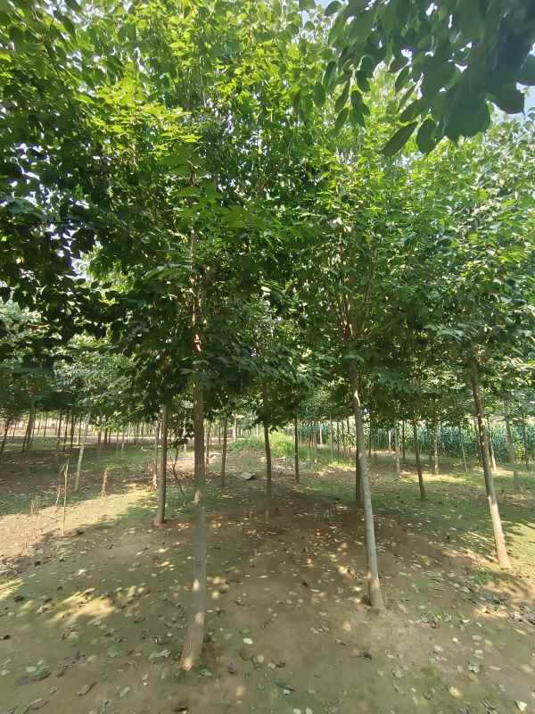 1733039482111767.jpg IMG_20230831_100332.jpg