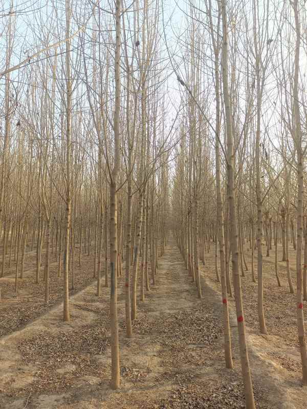 1733039544764319.jpg IMG_20230304_171044.jpg